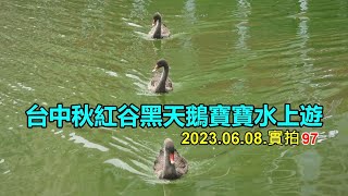 台中秋紅谷黑天鵝寶寶水上遊(97)  2023.06.08.實拍 4k