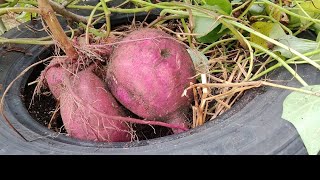 Day 2 of 2023 harvest of Japanese (Murasaki) sweet potatoes