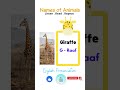 How to Pronounce GIRAFFE (Correctly)#shorts #howtopronounce #learnenglish #englishpractice