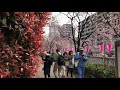 桜満開？目黒川 2018 0327