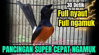 PANCINGAN PAGI HARI MURAI BATU GACOR SANGAT AMPUH MENJADIKAN MURAI BATU LANGSUNG NYAUT IKUT BUNYI