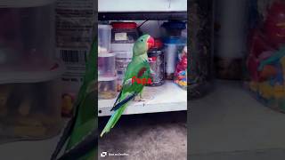 Parrot Saying Papa| #parrot #cute #education #viral #video #vlog #nature #pets #birds #viral #video