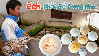 Xem Cánh Tránh Rét Cho Ếch Của Ông Chủ Trại Nuôi Và Được Tặng Rất Nhiều Cá Bảy Mầu Koi / Quế Nghịch