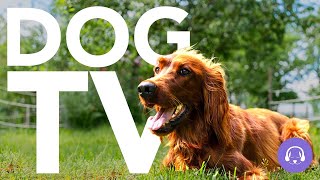 DOG TV - 20 Hours of Non-Stop Excitement and Entertainment! Virtual Dog Walk 📺