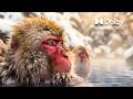 TV Picture Quality in 2026: Why You Need to See This! (4K TV)
