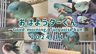 Compilation of this morning's Lineolated Parakeet, November 2024