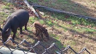 Metro Richmond Zoo: Mom and Baby Baird's Tapir (read description)