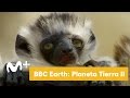 BBC Earth - Planeta Tierra II: El lémur. Más de cien especies  | Movistar+