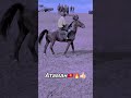 Атаман номер 1 в🇰🇬 кыргызстан horse көкбөрү айгыр аламанулак