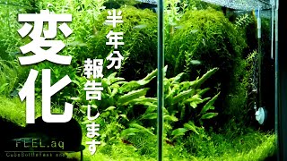 【アクアリウム】水草水槽の今のレイアウトご紹介します