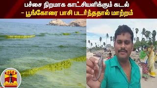 பச்சை நிறமாக காட்சியளிக்கும் கடல் - பூங்கோரை பாசி படர்ந்ததால் மாற்றம்