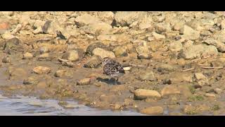 Least sandpiper stilt pool medmerry rspb
