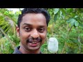 പേരയില കാടകൾക്ക് guava leaves for quail organic quail farming part 2 organic farming ginger