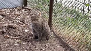 Felis silvestris silvestris - Кіт лісовий - European wildcat