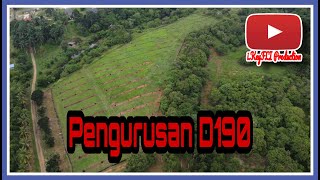 Pengurusan Durian D190 (MDUR 88) Usia Tanaman 6 bulan di Ladang