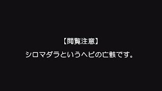 【閲覧注意】シロマダラの亡骸　2020年7月18日長野市