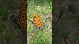 🦋Butterflies for Kids🦋 Butterfly Facts for Kids🦋 Educational Shorts for Kids🐛