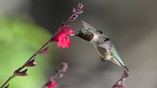 Master Photography Tips from George DeCamp - Hummingbirds