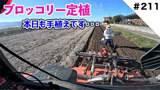 ブロッコリー定植　本日も手植えです・・・