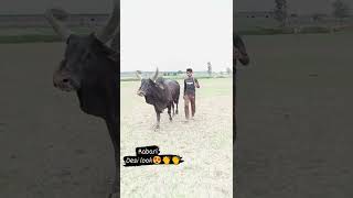 rabari#best#kankrej#bull#1m#👍