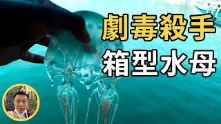 帕岸島箱型水母傷人，六歲女童險喪命，關於泰國水母你需要略知一二