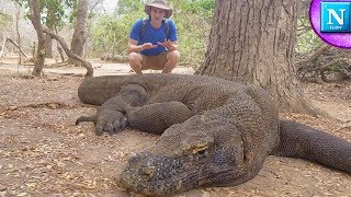 Komodo Dragons: World's Largest Lizard #ad
