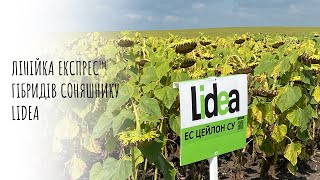 Лінійка Експрес гібридів 🌻соняшнику Lidea