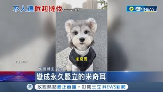 太殘忍! 中國寵物整形歪風 獸醫院推貓狗\