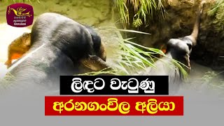 An Elephant Fallen in to the well | ලිඳට වැටුණු අරනගංවිල අලියා