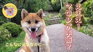 【マロンが手術？】【黒はなマロン】◇柴犬女の子マロン1歳9ヶ月@黒はなマロン