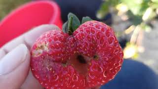 Naunahan ako ! #farmerslife #strawberry #worms #farmer