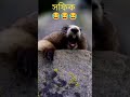 tiktok viral সফিক