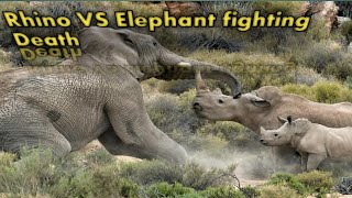 Rhino VS Elephant fighting Death || Raw footage #rhino # elephant # fightingdeath