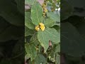 עץ דפנה פורח laurus nobilis with flowers