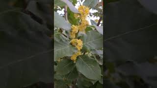 עץ דפנה פורח Laurus nobilis with flowers