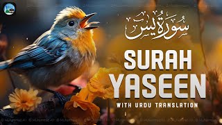 Surah Yasin ( Yaseen ) with Urdu Translation | Quran Tilawat Beautiful Voice | Hindi Tarjuma | EP210