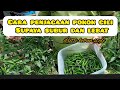 Cara Penjagaan Pokok Cili supaya Subur dan Berbuah lebat- Little kebun