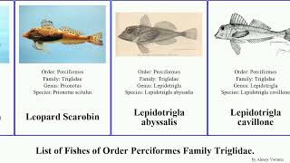 List of Fishes of Order Perciformes Family Triglidae. searobin lepidotrigla gurnard vanessa alata