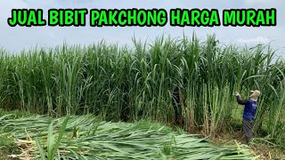 JUAL BIBIT RUMPUT PAKCHONG DENGAN HARGA MURAH #rumputpakchong