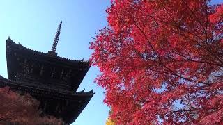 南禅寺　真如堂　紅葉　2021