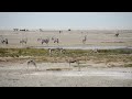 wildlife at okondeka waterhole in etosha national park namibia