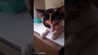 Kegiatan para kucing setelah makan sore #cat