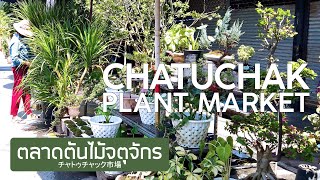 【4K】ตลาดต้นไม้จตุจักร แคคตัส 24 พฤศจิกายน 2565 Chatuchak Plant Market チャトゥチャック市場 バンコク 짜뚜짝꽃시장 방콕 태국