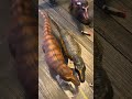 Eofauna Tyrannosaurus rex figure review