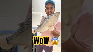 Wow This is a big black tuna ￼Fish 😱 #shortsvideo #twolessfishinthesea #shorts