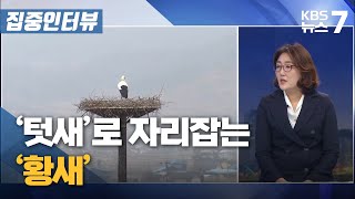 [집중인터뷰] '텃새'로 자리잡는 '황새' / KBS 뉴스7 대전 세종 충남 - 03월 23일 (수)