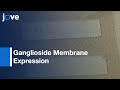 Ganglioside Membrane Expression by Microscopy | Protocol Preview