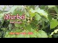 Manfaat Buah dan Daun Murbei / Mulberry, Tanaman Dwi Fungsi