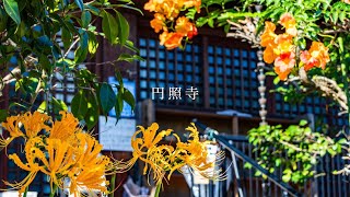 2023 09 24　円照寺　彼岸花