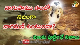 The Mysterious Story Of Snake Diamond || Does a cobra's head really contain cobras? || With Subtitles/CC